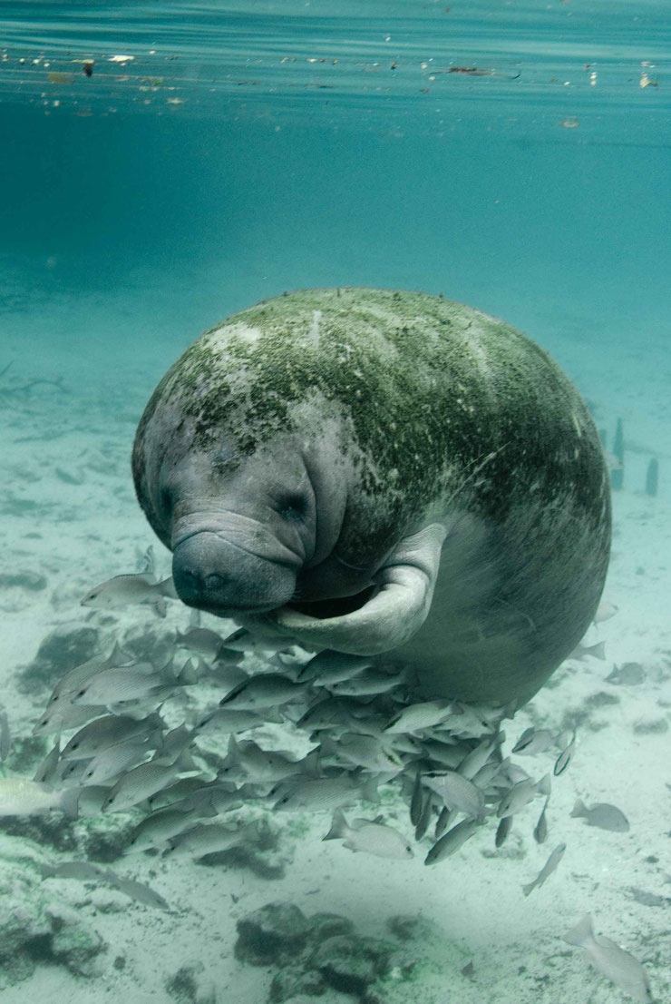 fiche portrait lamantin pedagogique animaux marins