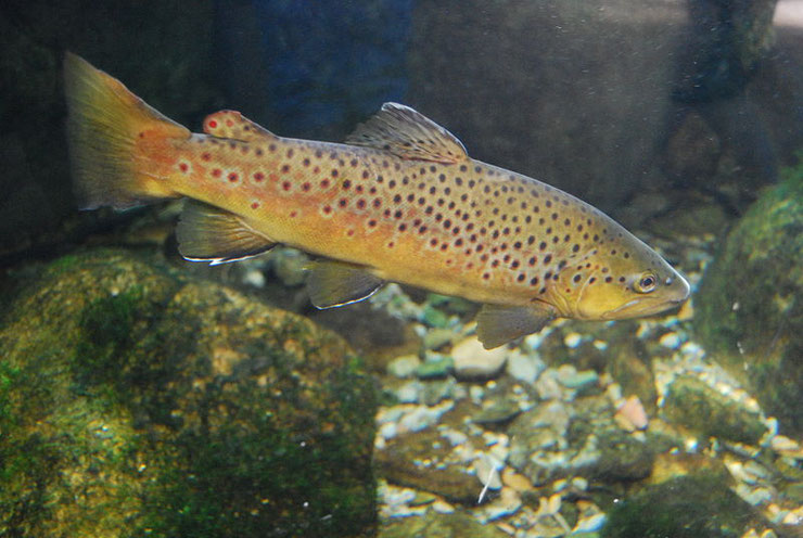 truite fario fiche poisson brown trout fact fish animal river caracteristique habitat alimentation