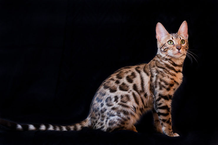 bengal fiche chat animaux