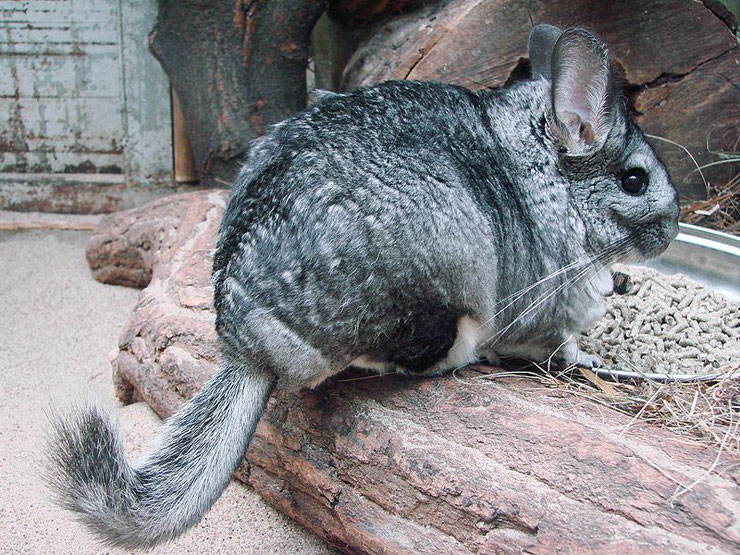 chinchilla rongeur fiche animaux  taille poids alimentation reproduction 