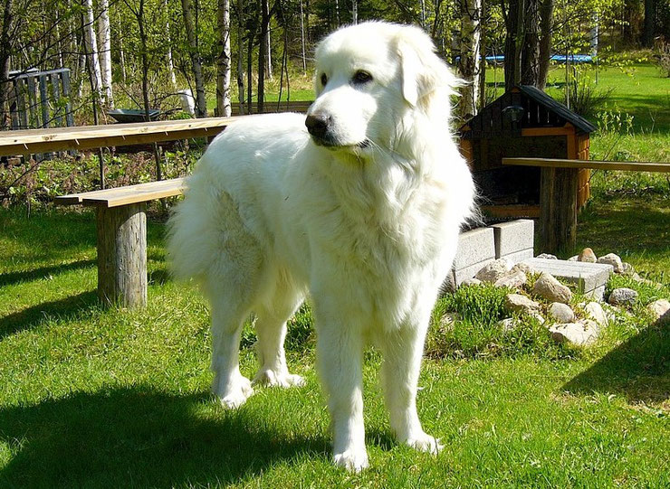 chien vedette de cinema montagne des pyrenees patou belle et sebastien