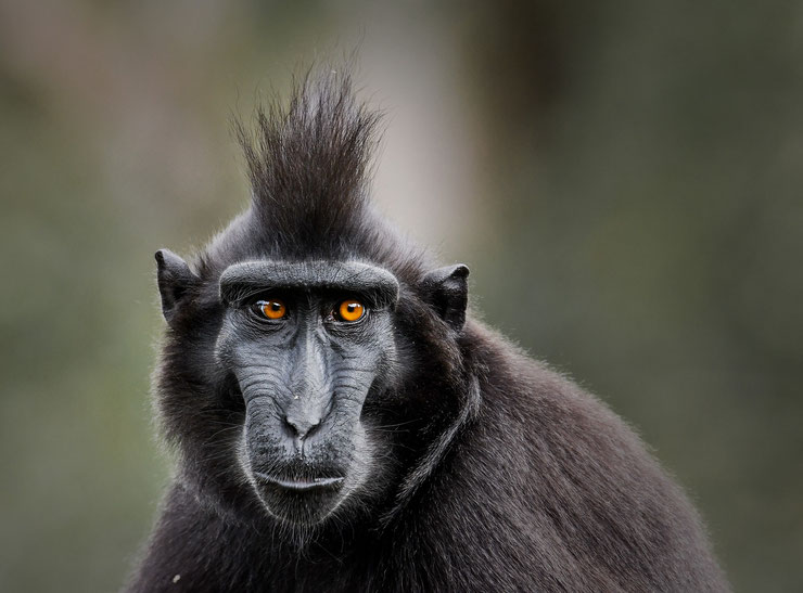 macaque de celebes à crête noire comportement taille poids repartition