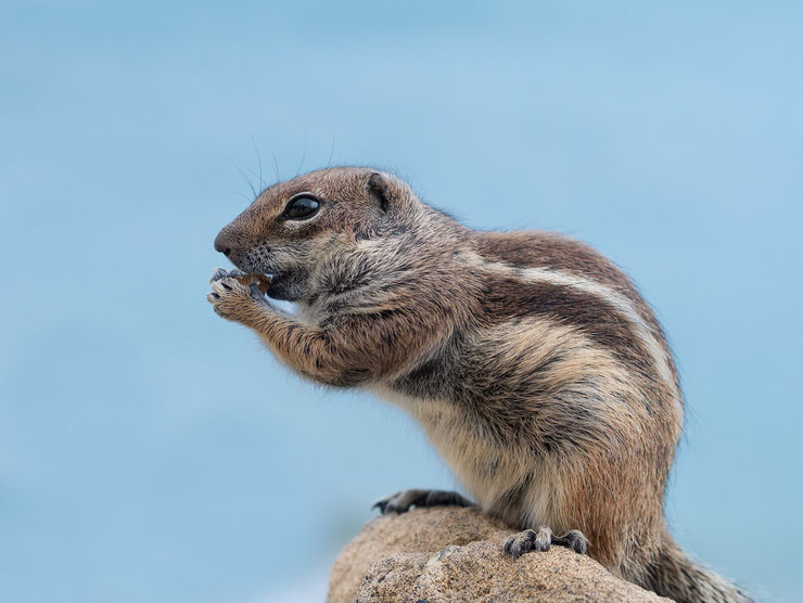 ecureuil de barbarie fiche animaux sciurrides animal fact barbary ground squirrel maghreb algerie desert