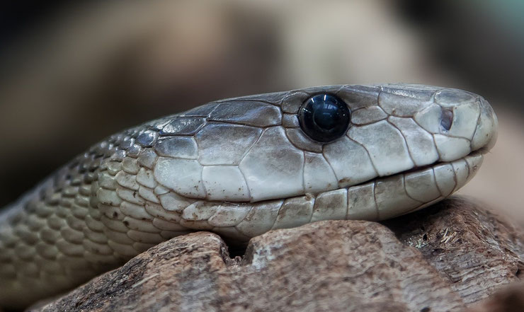 animaux mamba noir reptile serpent le plus dangereux d'Afrique