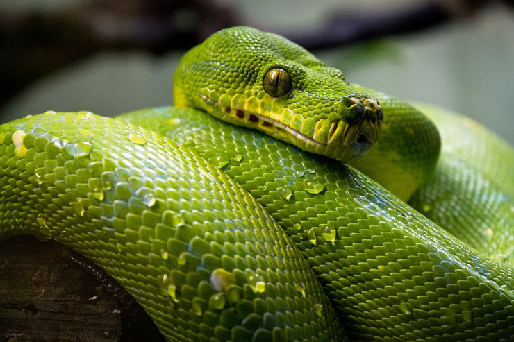 python vert fiche reptiles serpent animal facts green tree python morelia viridis habitat alimentation taille poids