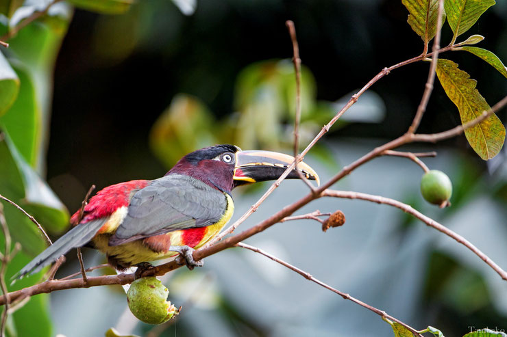 chestnut eared aracari