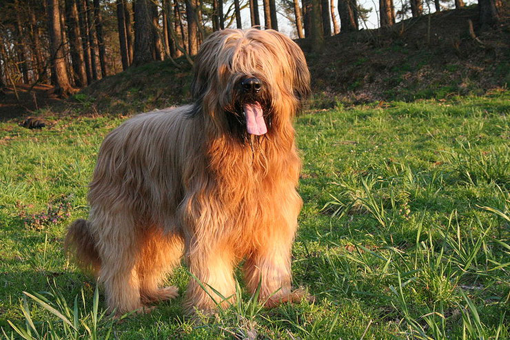 briard fiche chien animaux origine caractere comportement race poil 