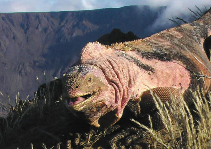 iguane rose des galapagos