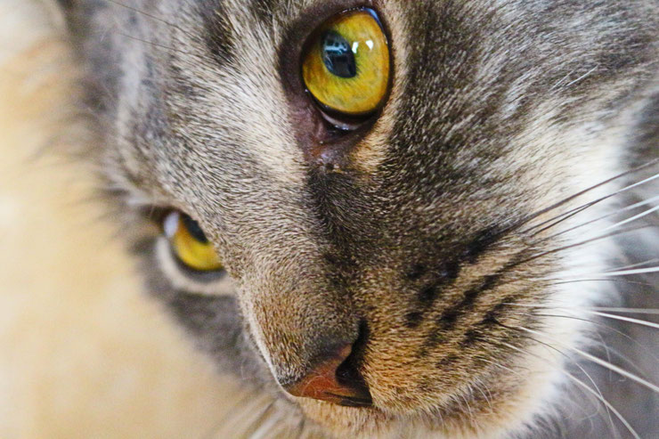 Comment les animaux perçoivent-ils le monde ? La vision expliquée simplement