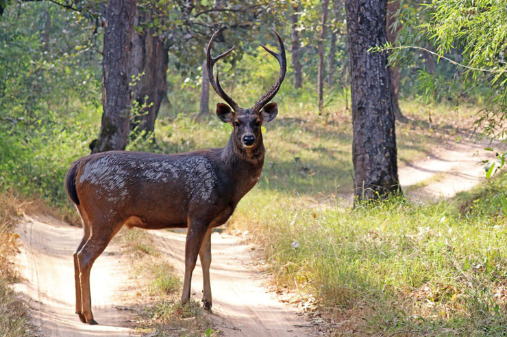 sambar fiche animaux asie poids taille habitat reproduction alimentation