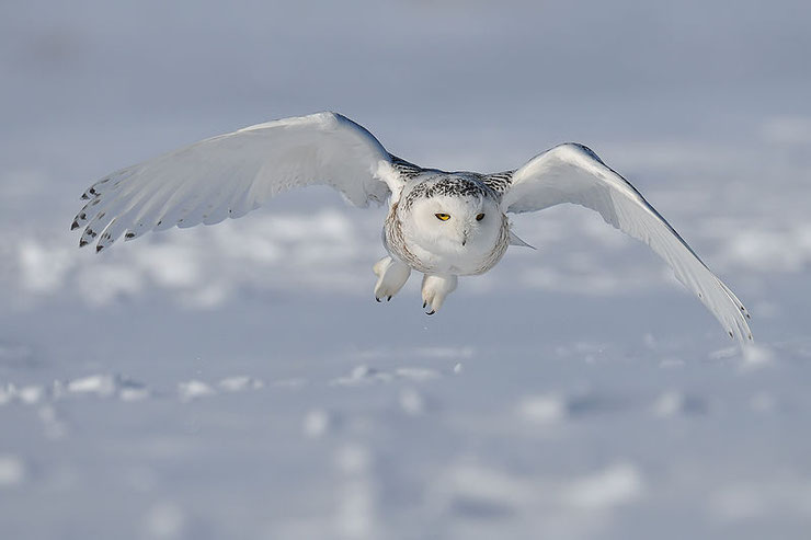 harfang des neiges  poids taille habitat distribution fiche oiseaux animaux