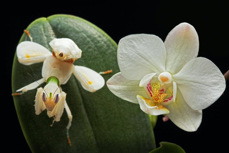 mante orchidée fiche insecte fascinant mimétisme 