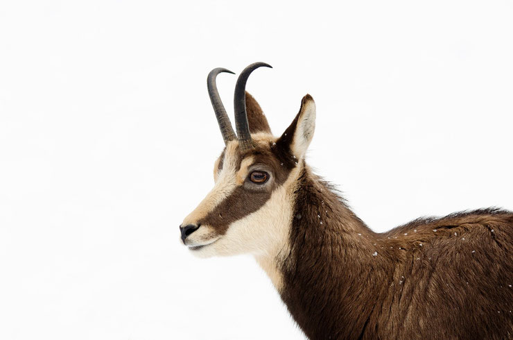 chamois dans la neige animaux des montagnes 