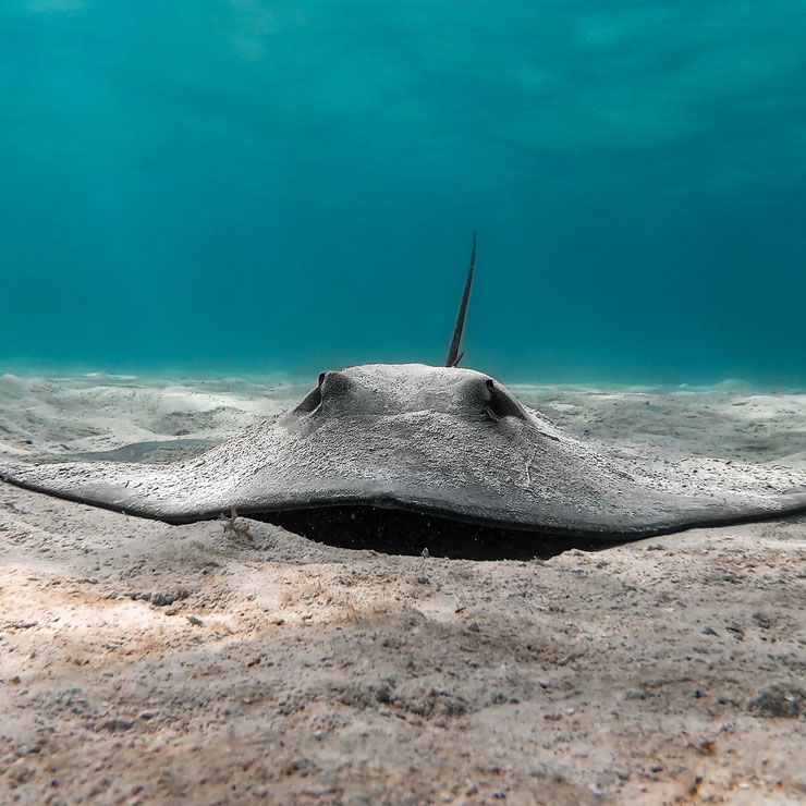 raie pastenague armée fiche animaux marins poisson requin ocean mer mediterranée  polynesie francaise moorea