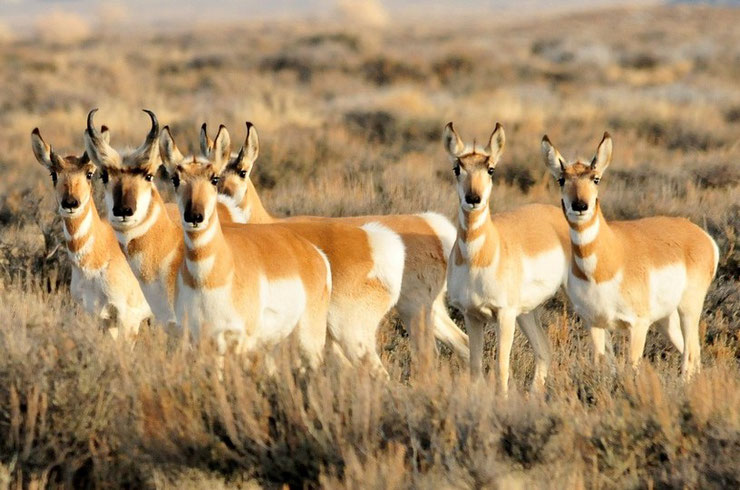 fiche animaux pronghorn animal facts amerique poids taille alimentation reproduction habitat repartition