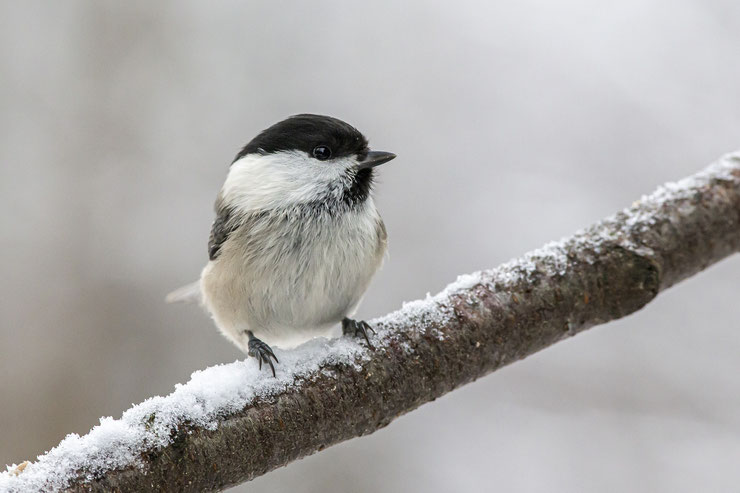 mésange boréale sur une branche d'arbre