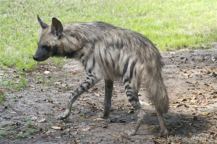 animaux a rayures hyene rayee