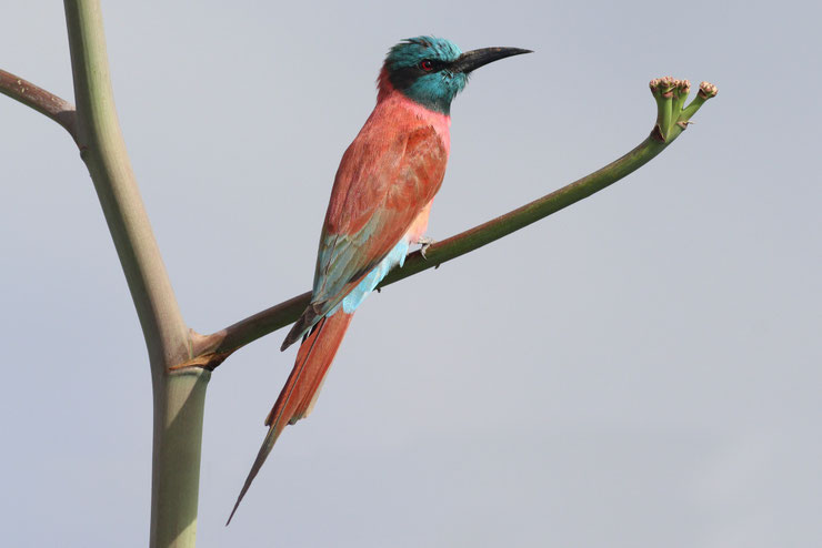 guepier du nil Merops nubicus