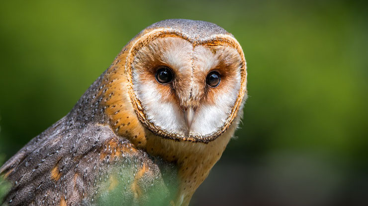 chouette effraie fiche oiseau rapaces nocturnes animaux sauvages europe