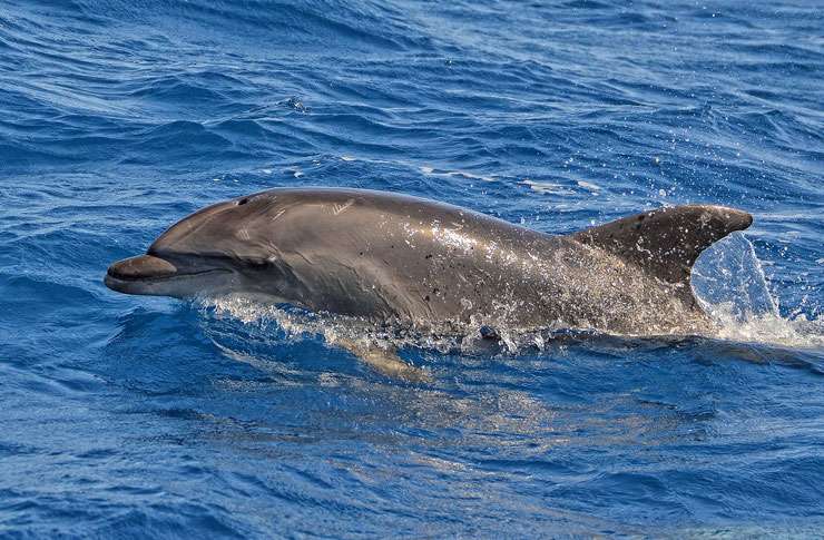 grand dauphin souffleur tursiop fiche animaux marin animal fact bottlenose dolphin