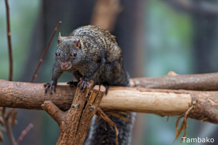 fiche animal ecureuil du yucatan Sciurus yucatanensis du sud comportment taille poids 