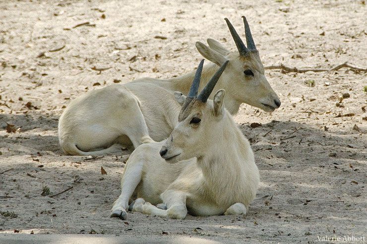 addax fiche animaux juvenile bebe bovides young animals fact