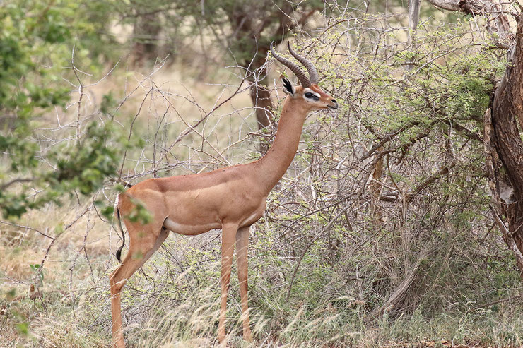 les antilopes d'Afrique gerenuk antilope girafe fiches animaux thematique habitat repartition poids taille alimentation reproduction