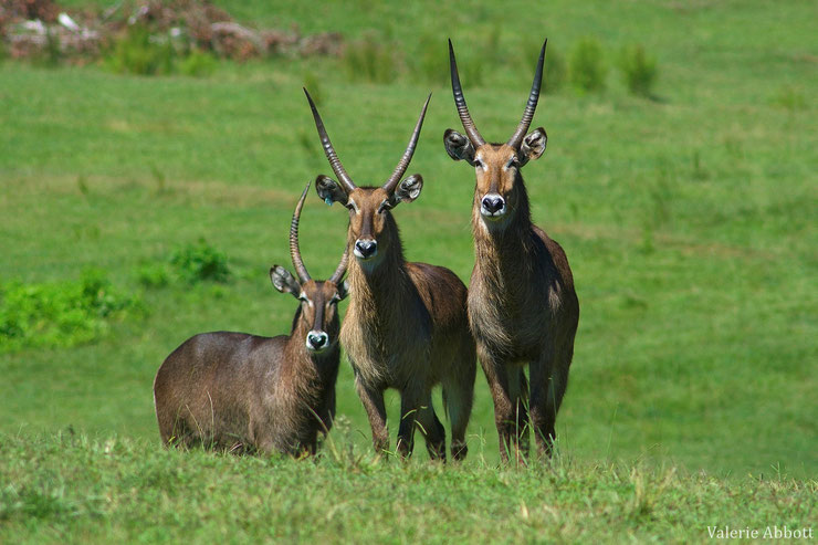 cobe à croissant antilope africaine