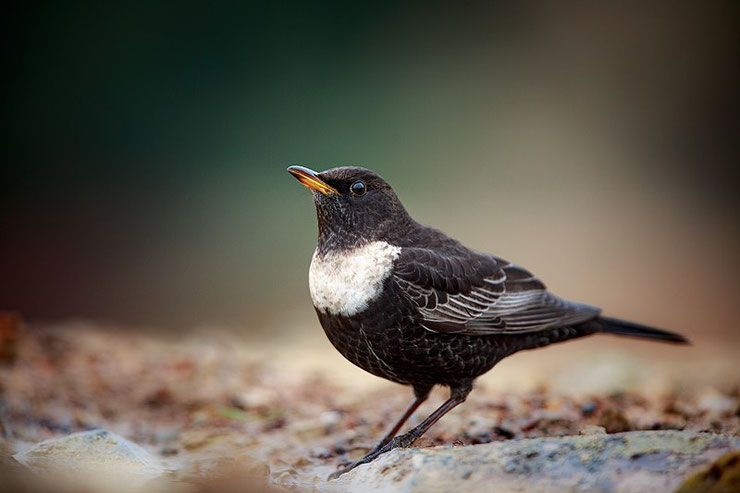 merle à plastron poids taille longevite habitat reproduction alimentation fiche oiseaux