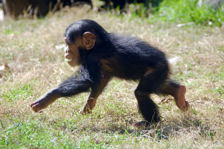 bébé chimpanzé courant