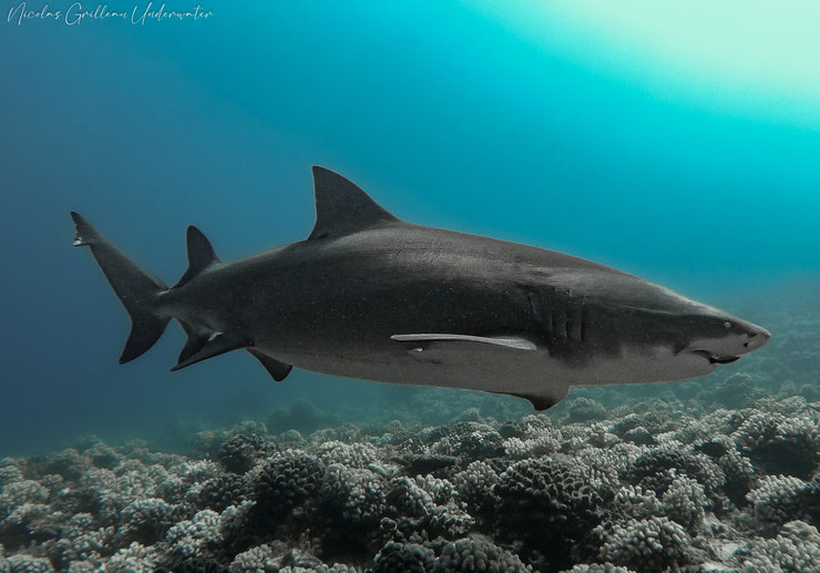 requin citron  fiche poissons mer alimentation taille poids comportement habitat