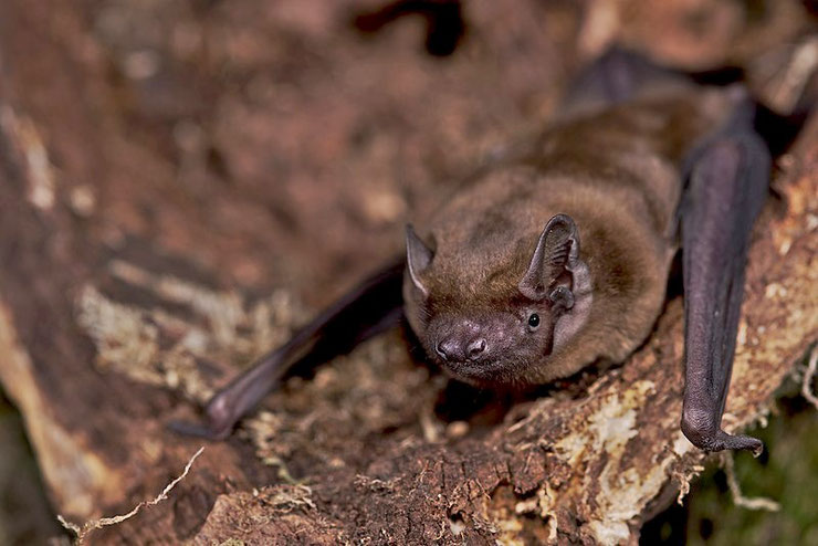 noctule commune chauve-souris fleur fiche animaux  taille poids alimentation reproduction 