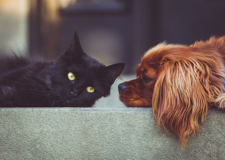 blog actualites et conseils chiens chats animaux de compagnie veterinaire sante toilettage assurance comportement education