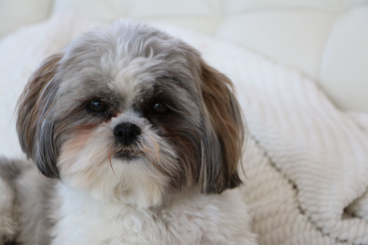 Shih Tzu comportement caractere origine poids taille