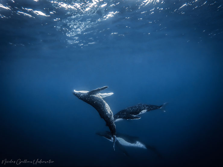 groupe famille de rorqual à bosse baleine jouant