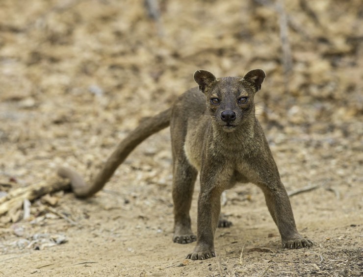 animaux madagascar fossa