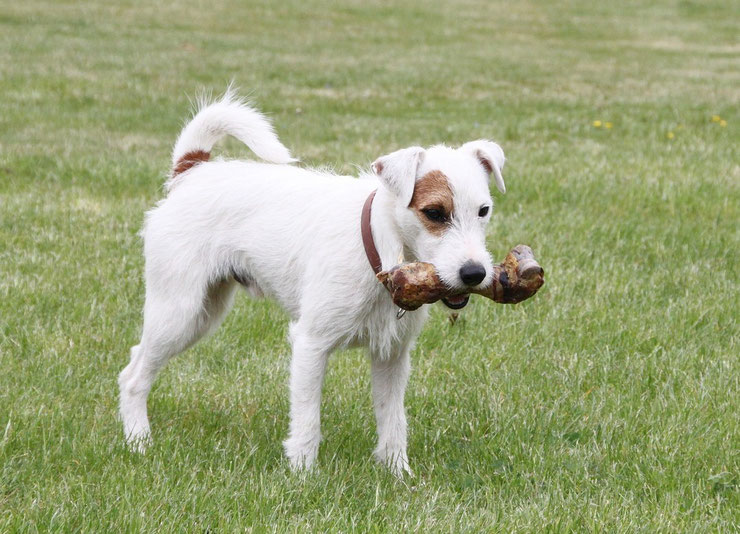 Qu'est ce que la nourriture BARF ? Les avantages et les inconvénients de cette alimentation pour votre chien