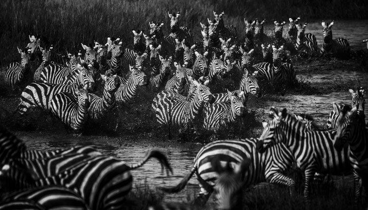 zebre afrique laurent baheux