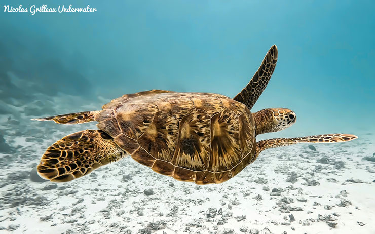 tortue verte chelonias mydas reproduction predateur menaces