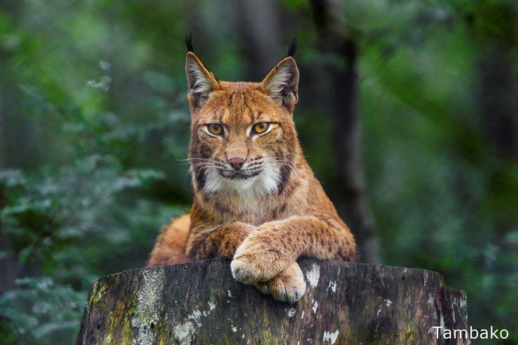 lynx allongé sur une souche foret