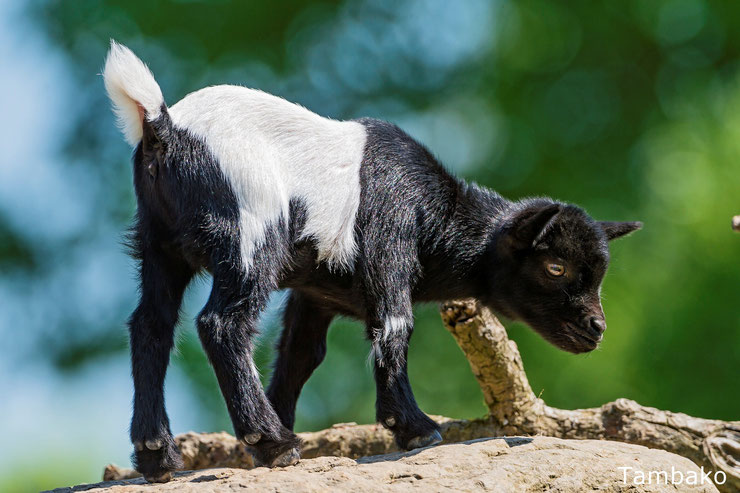 bebe chevre chevrot cabri animaux mignons cute animals baby goat