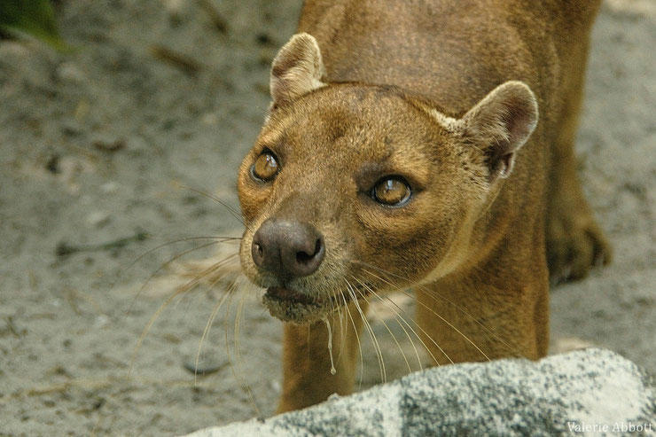 fossa fiche animaux madagascar animals fact 