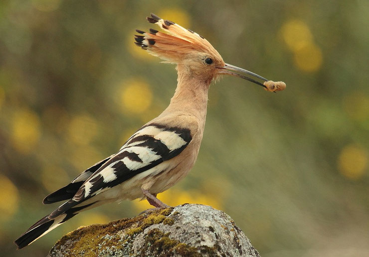 huppe fasciée fiche animaux oiseaux europe alimentation taille poids habitat