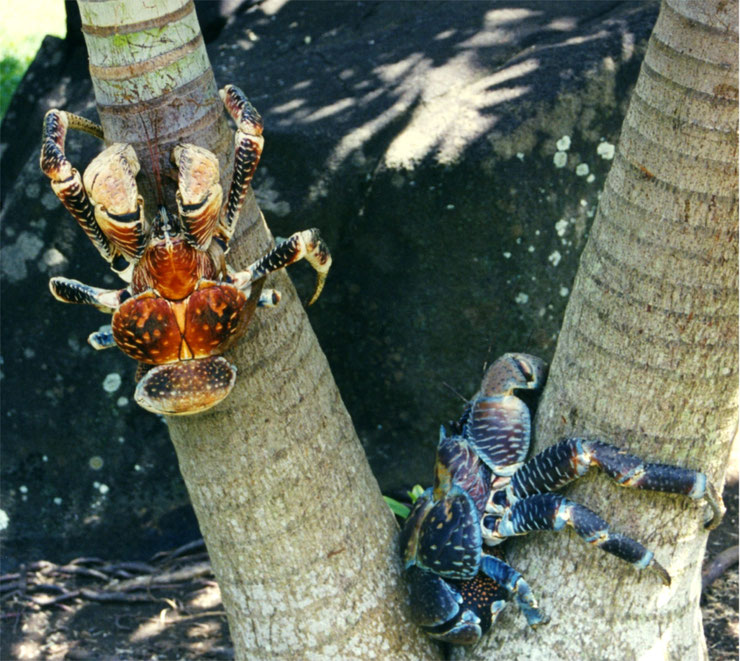 crabe des cocotiers polynesie tahiti