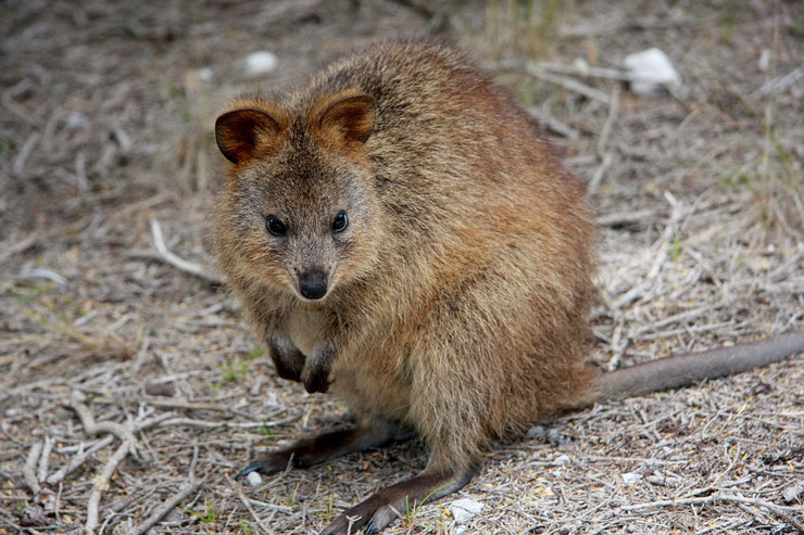 quokka liste des animaux marsupiaux