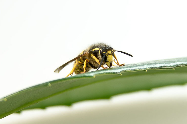 guepe commune fiche insecte animaux de nos jardins