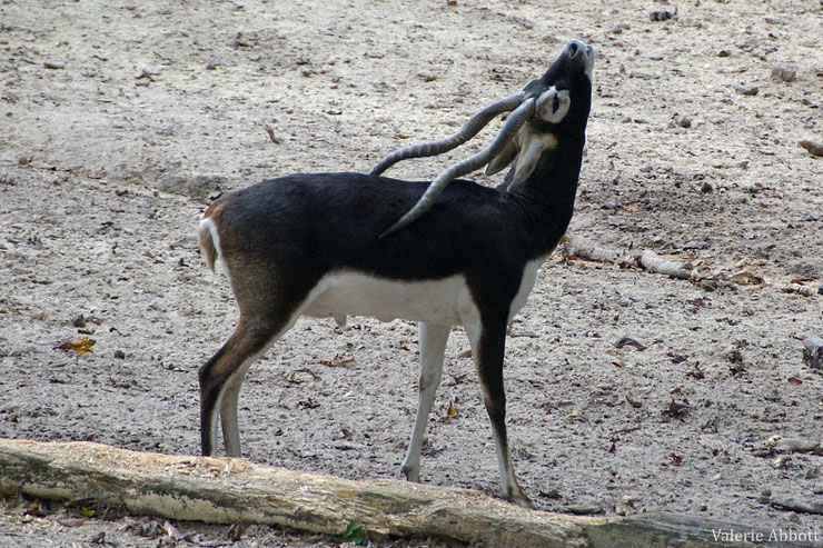 blackbuck antilope cervicapre