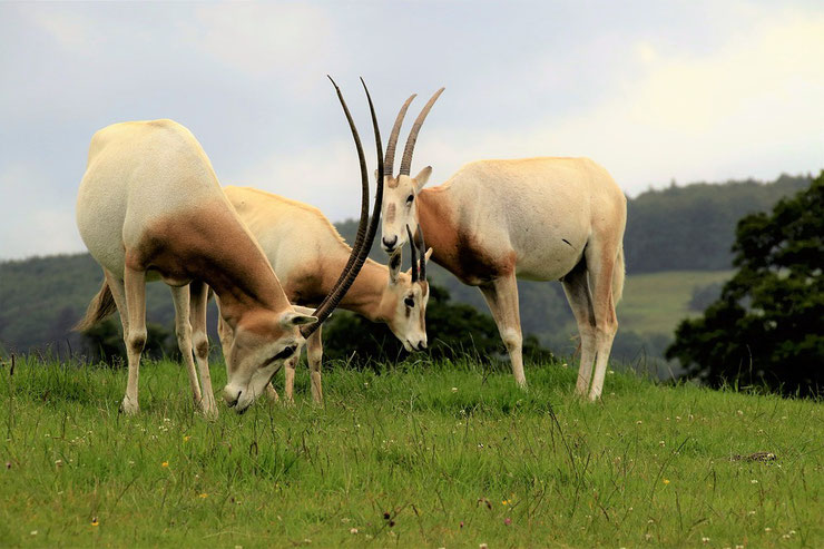 oryx algazelle fiche animaux