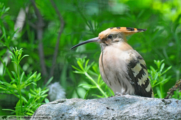 huppe fasciée Eurasian hoopoe bird facts