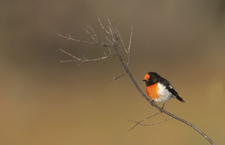 miro à front rouge red-capped robin